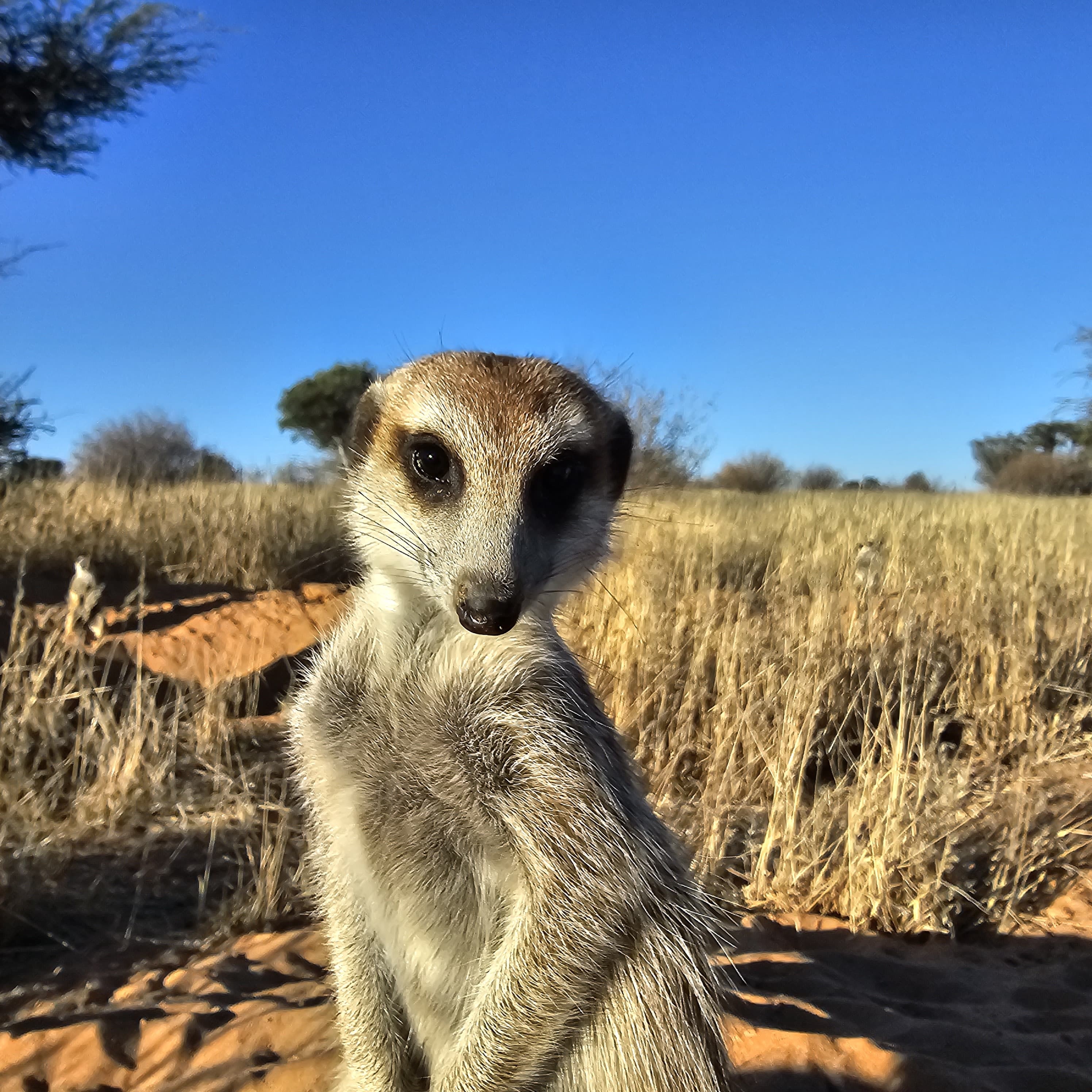 Frikkie the meerkat looking toward the camera in the Kalahari