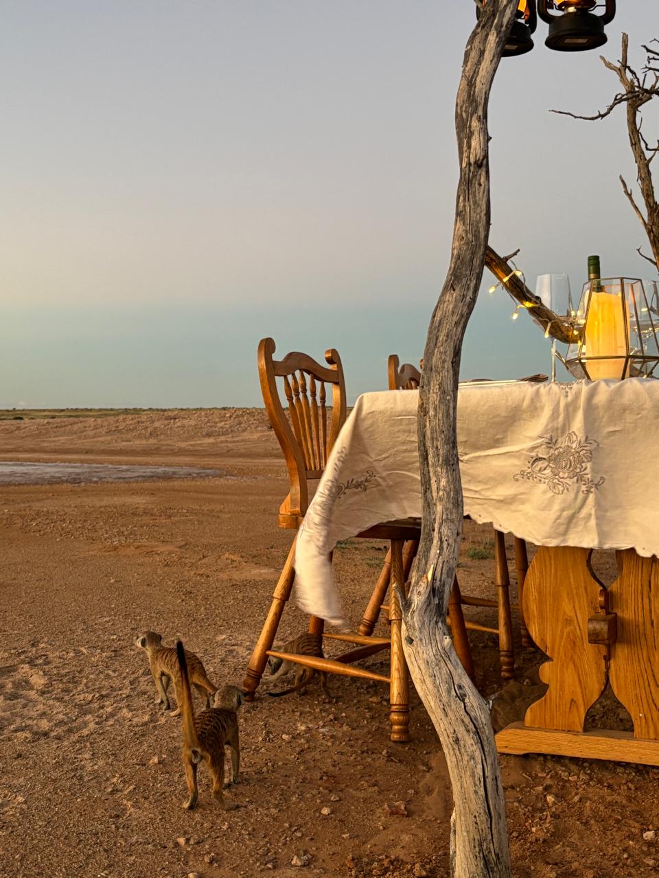 Dining with meerkats nearby