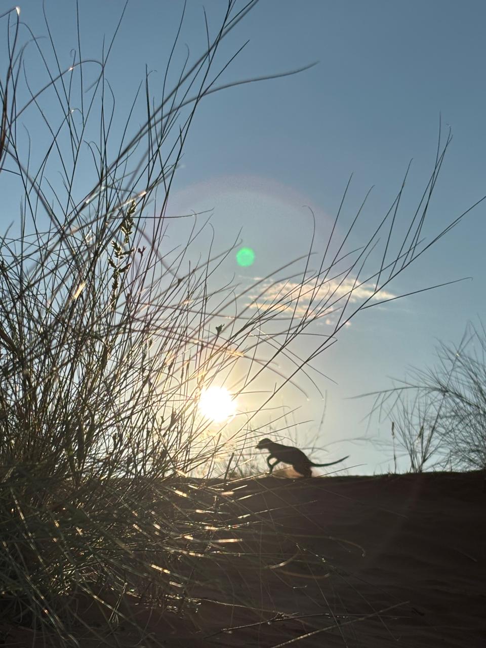 A meerkat silhouette on a dune ridge at sunset